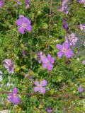 Clematis &times; jackmanii