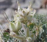 Image of specimen