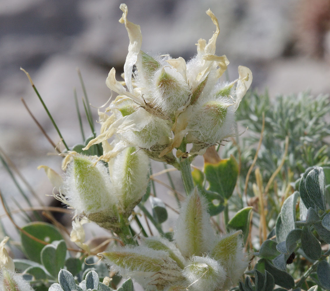 Изображение особи Astragalus helmii.