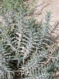 Blepharis attenuata. Цветущее растение. Israel, Judean Desert. 15.03.2007.