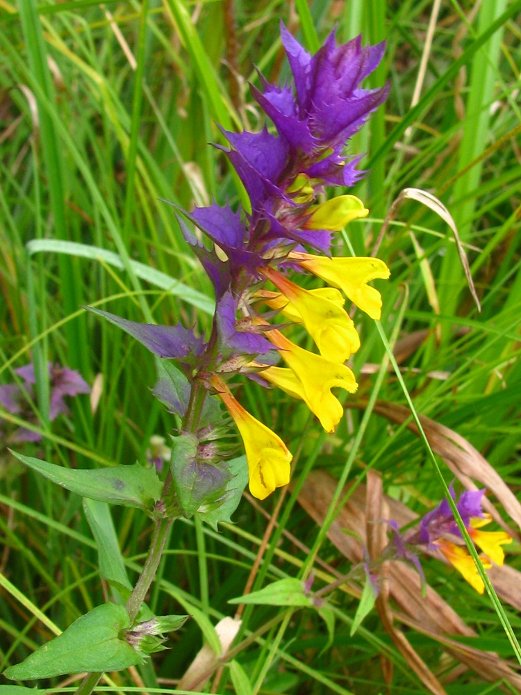 Image of Melampyrum nemorosum specimen.