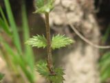 Euphrasia rostkoviana