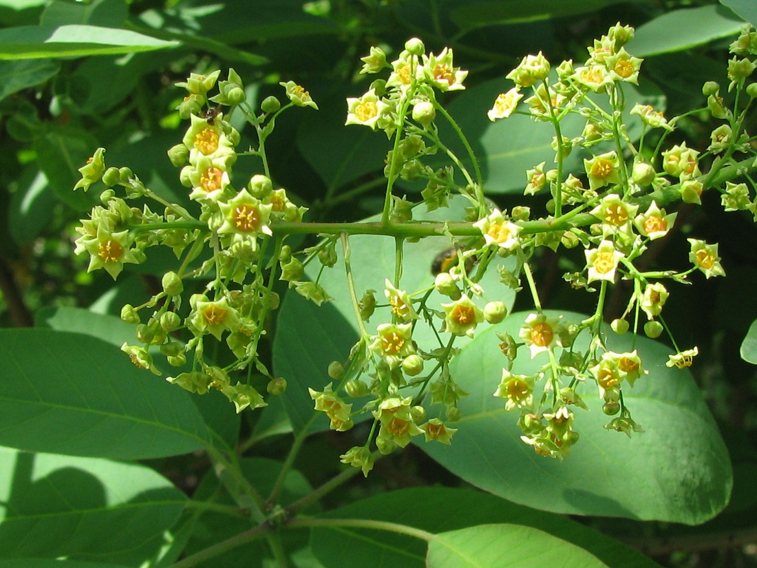 Image of Cotinus coggygria specimen.