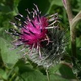 Arctium tomentosum. Корзинка крупным планом (диаметр 2 см). Киев, берег Святошинского озера среди старых ив. 30 июня 2008 г.