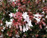 Abelia × grandiflora. Ветка цветущего кустарника. Франция, Лазурный Берег, г. Канны, сквер на набережной Круазет. 21.06.2012.