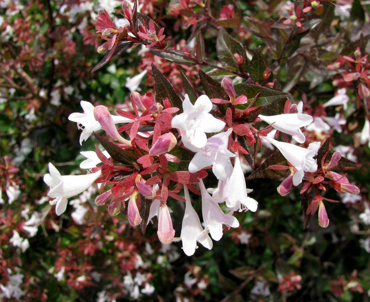 Image of Abelia &times; grandiflora specimen.