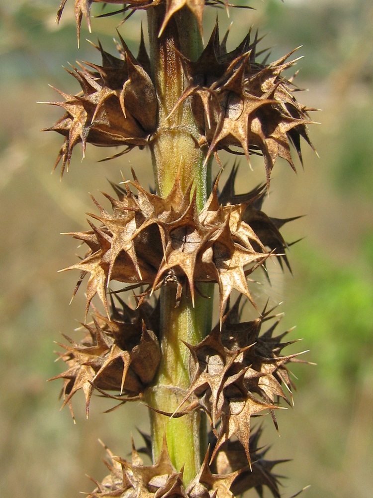 Изображение особи Leonurus glaucescens.