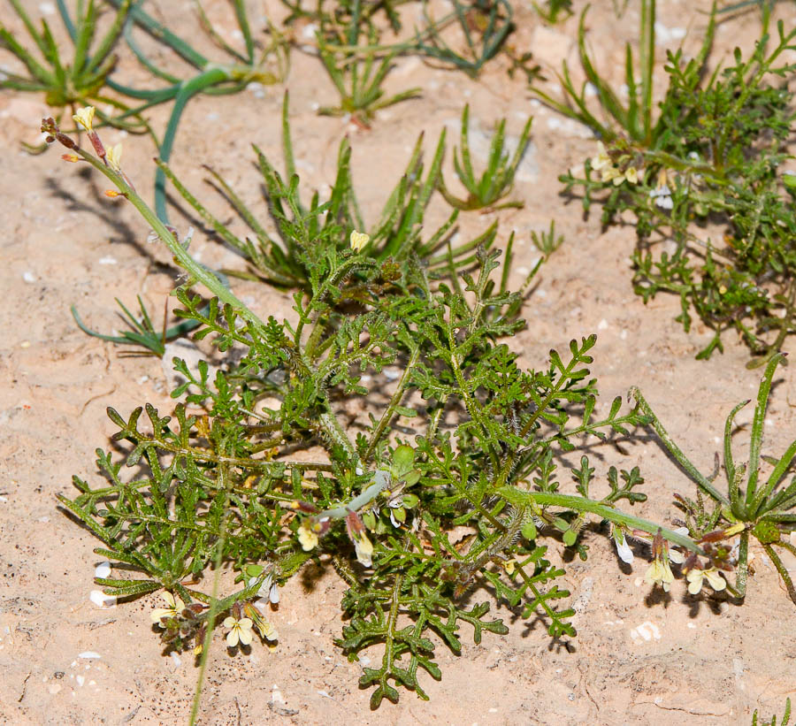 Изображение особи Carrichtera annua.