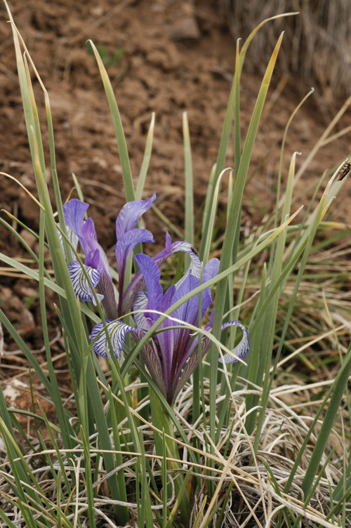 Изображение особи Iris loczyi.