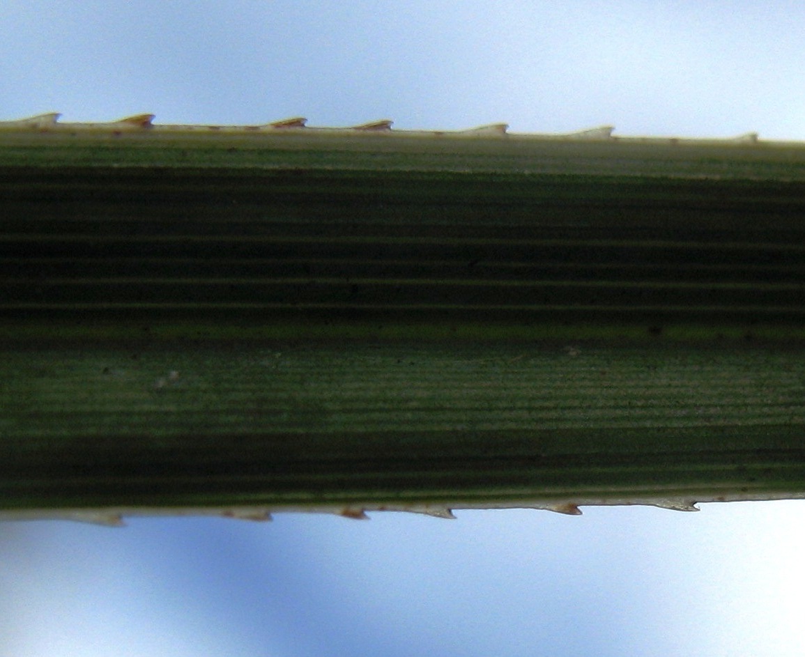 Изображение особи Cladium mariscus.