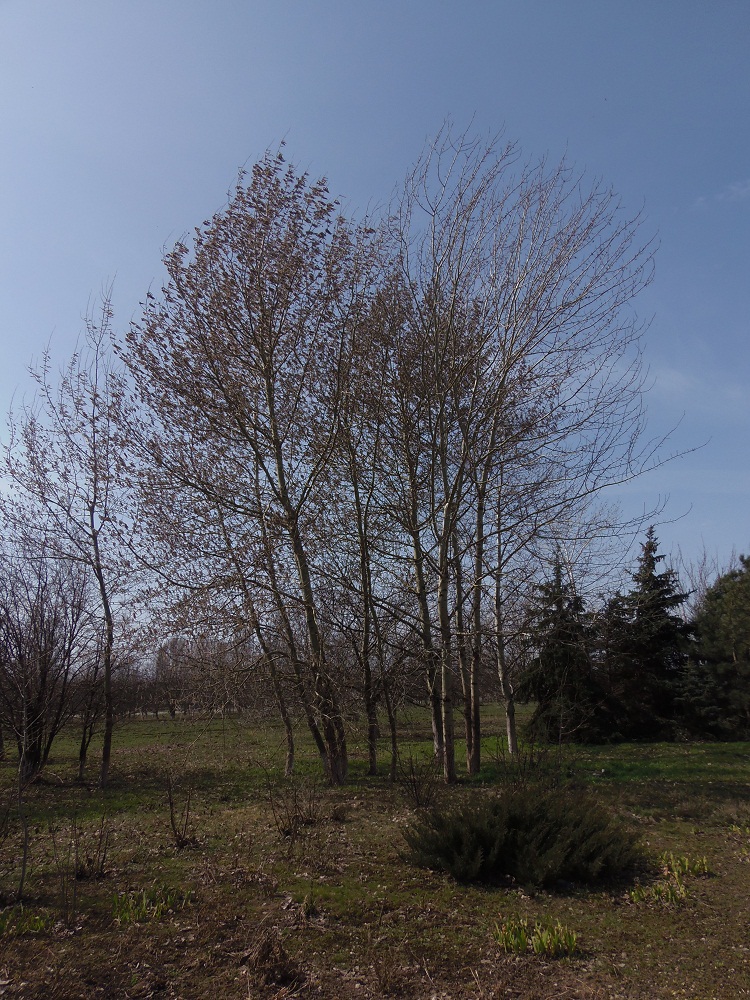 Image of Populus tremula specimen.