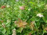 Spiraea betulifolia