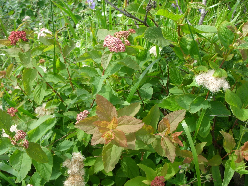 Image of Spiraea betulifolia specimen.