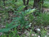 Polygonatum odoratum. Цветущее растение. Украина, Харьковская обл., окр. пос. Песочин, широколиственный лес. 05.05.2013.