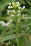 Capsella bursa-pastoris