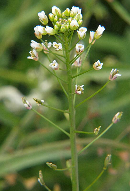 Изображение особи Capsella bursa-pastoris.