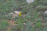 Orchis punctulata. Цветущее растение в петрофитной степи. Севастополь, Караньское плато. 25.04.2013.
