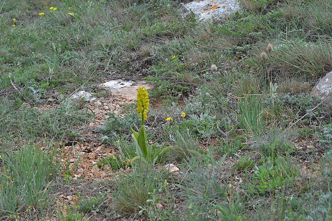 Image of Orchis punctulata specimen.