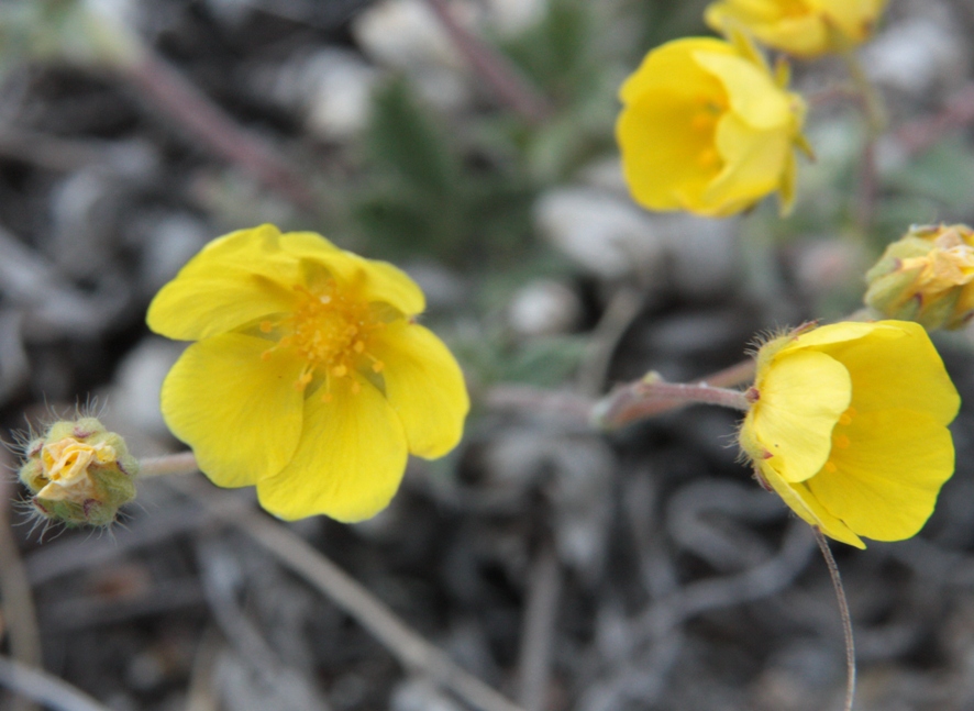 Изображение особи Potentilla arenosa.