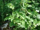 Aristolochia clematitis