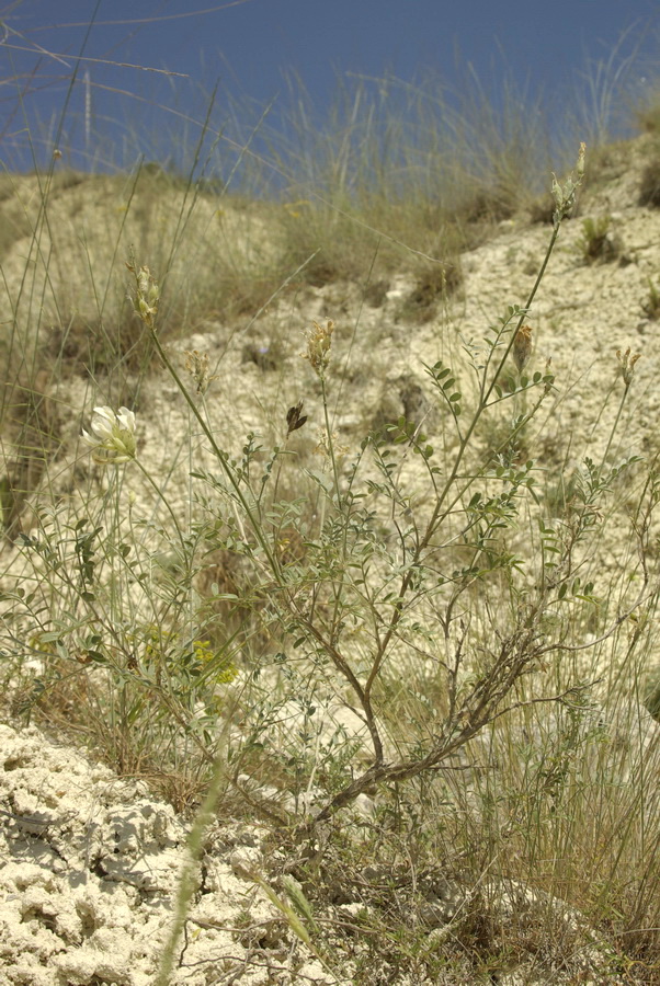 Изображение особи Astragalus glaucus.