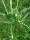 Dipsacus laciniatus. Часть побега со сросшимися основаниями листьев, заполненными дождевой водой. Крым, Белогорский р-н, окр. с. Земляничное, у дороги. 23 июня 2013 г.