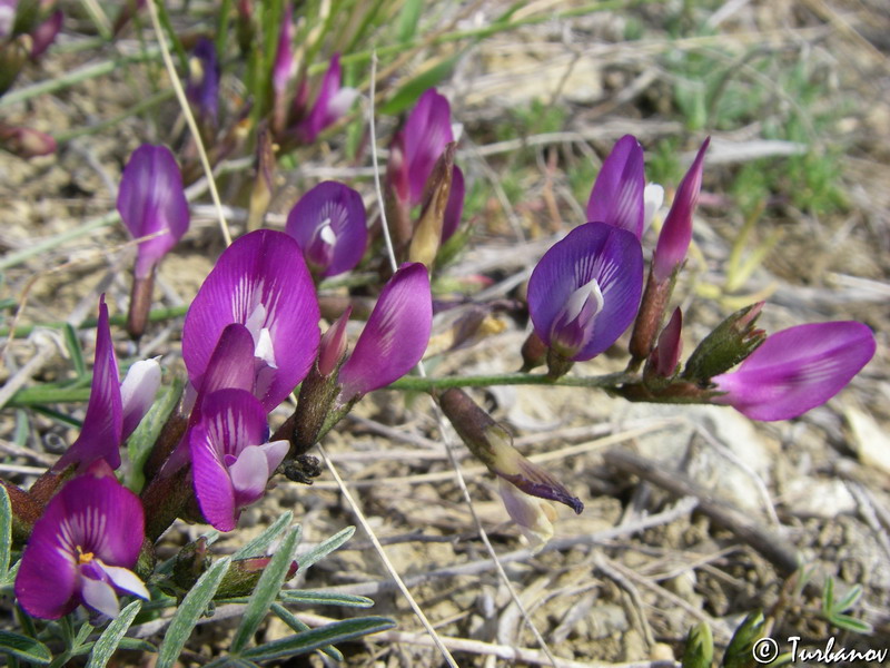 Изображение особи Astragalus subuliformis.