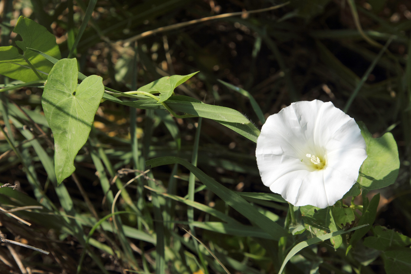 Image of Calystegia sepium specimen.