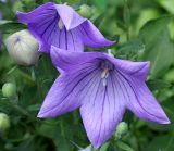 Platycodon grandiflorus