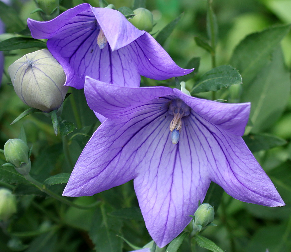 Image of Platycodon grandiflorus specimen.