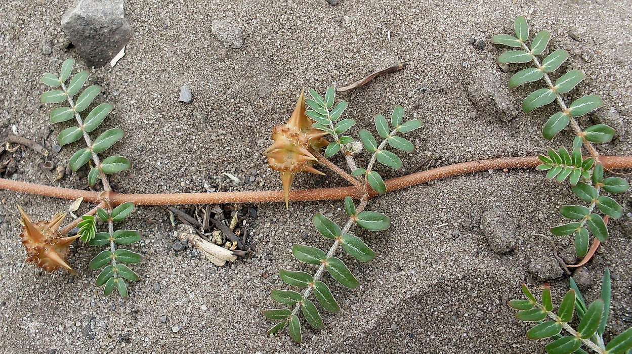 Изображение особи Tribulus terrestris.