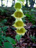 Digitalis grandiflora