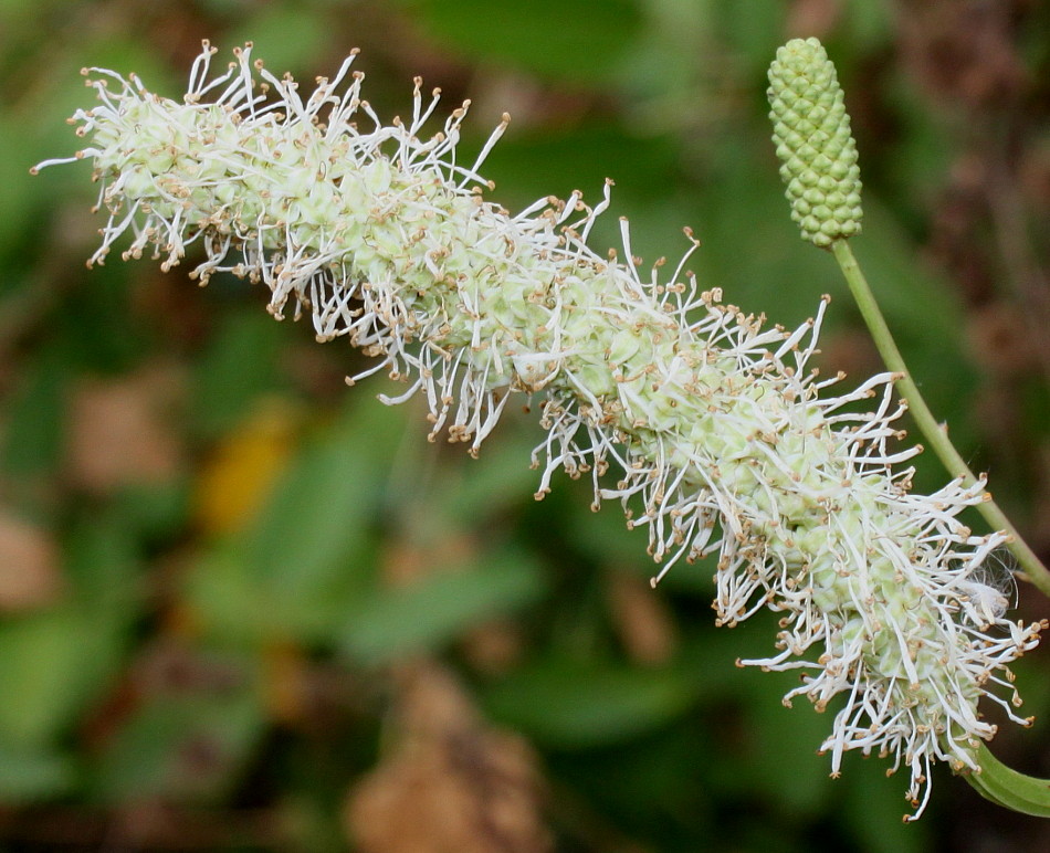 Image of Sanguisorba canadensis specimen.