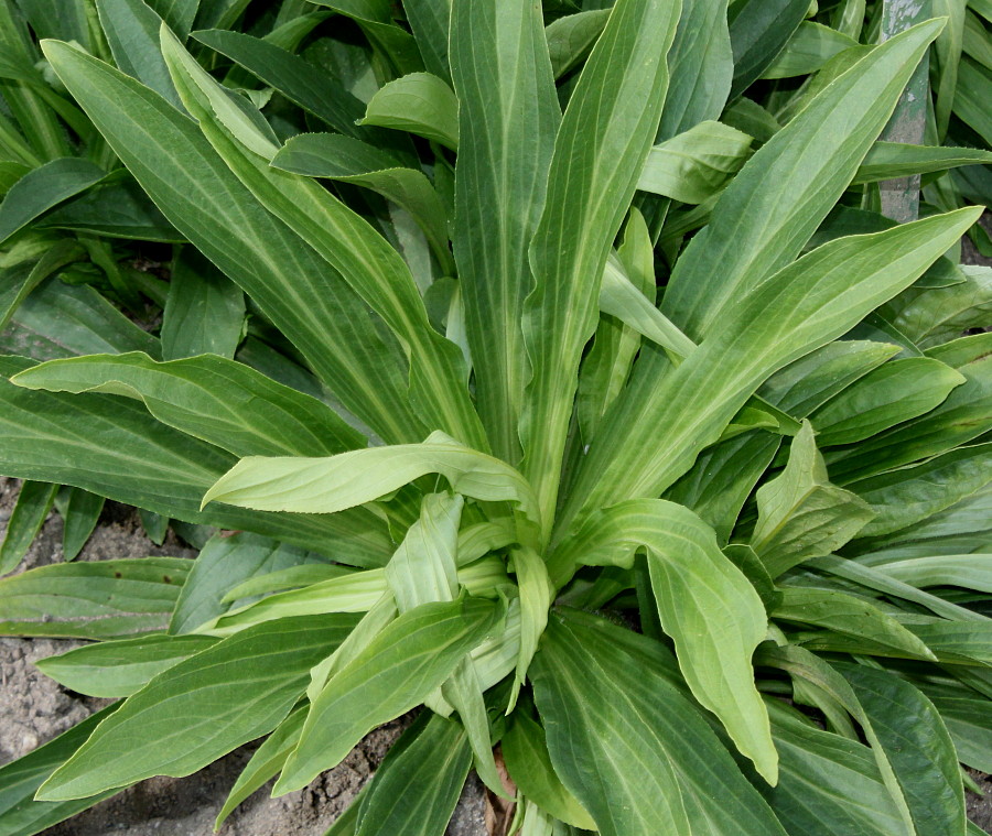 Изображение особи Digitalis lutea.