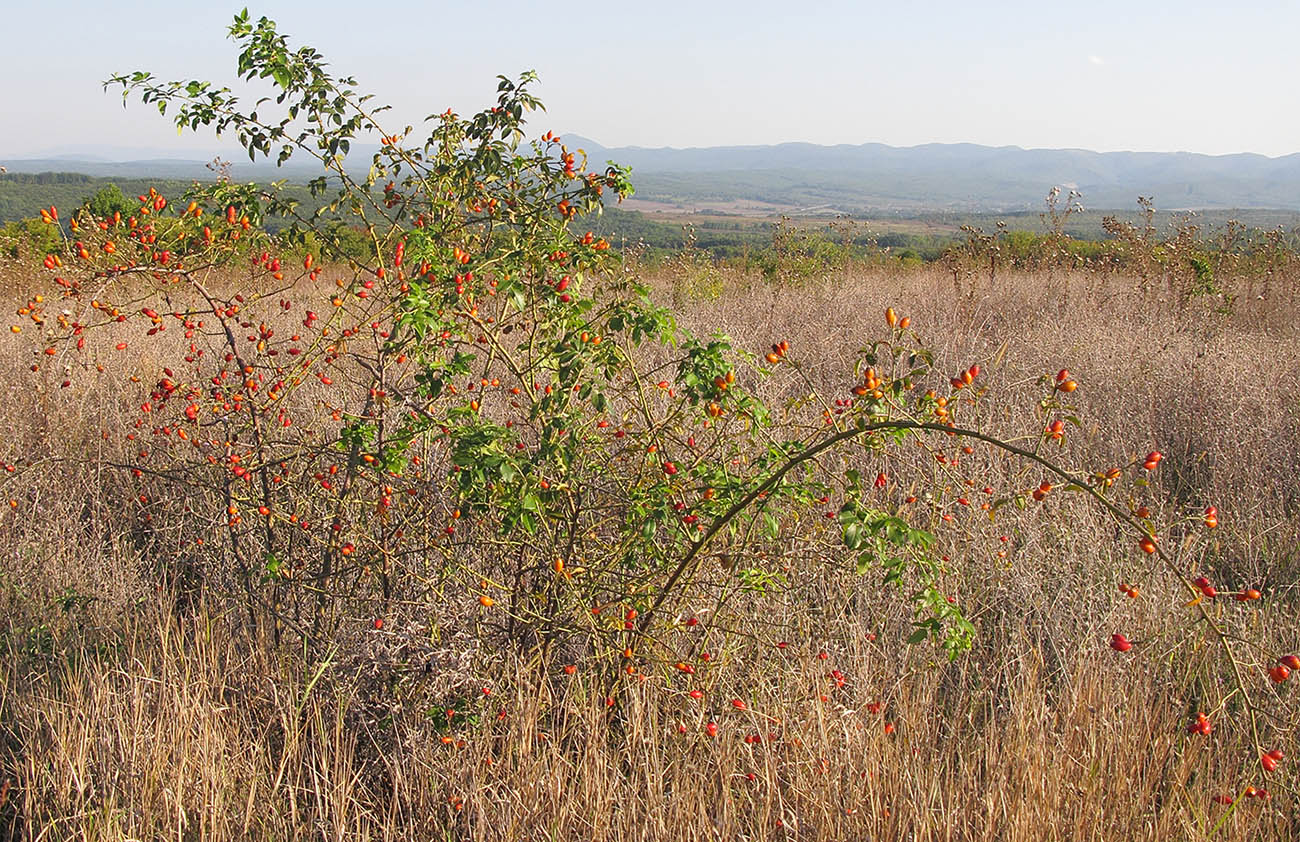 Image of Rosa canina specimen.