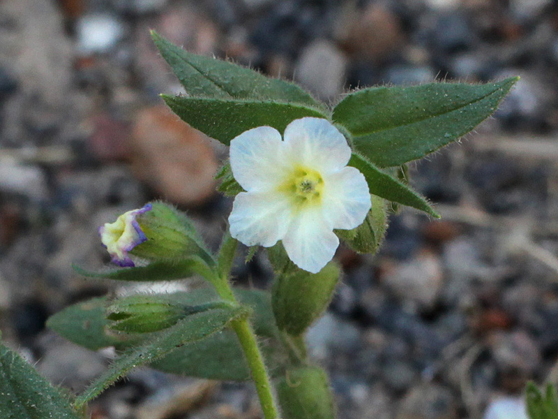 Image of Nonea versicolor specimen.