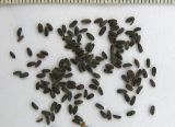Bupleurum rotundifolium