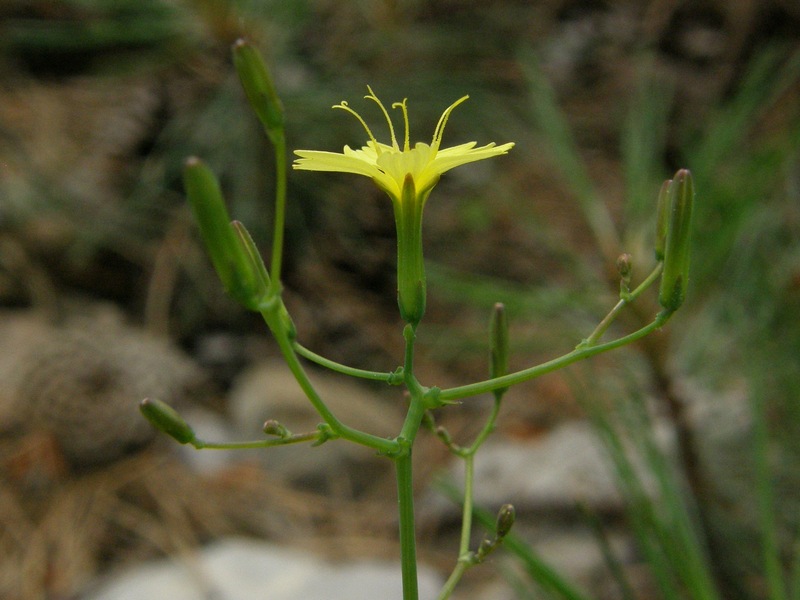 Изображение особи Mycelis muralis.