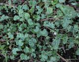 Malva neglecta