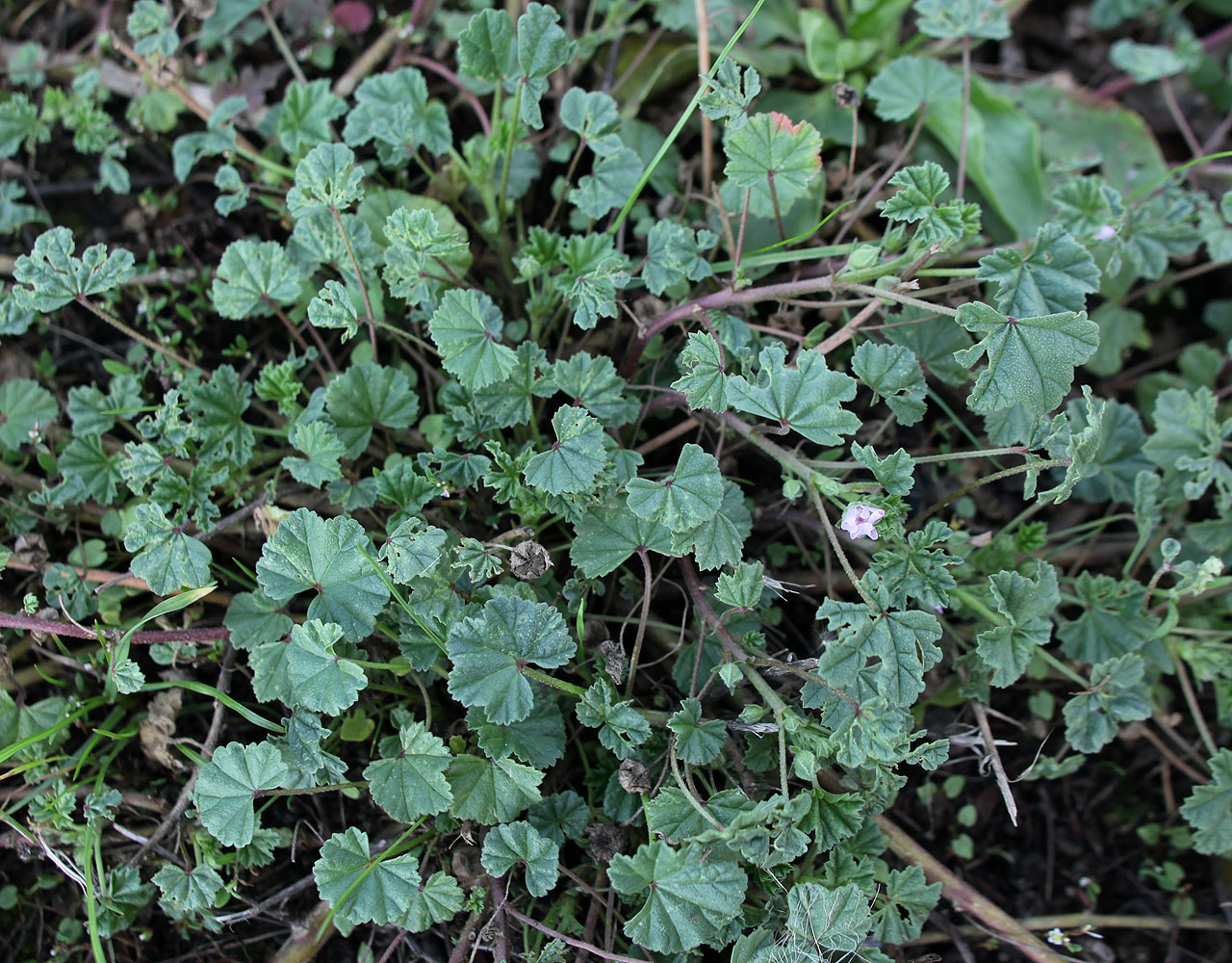 Изображение особи Malva neglecta.