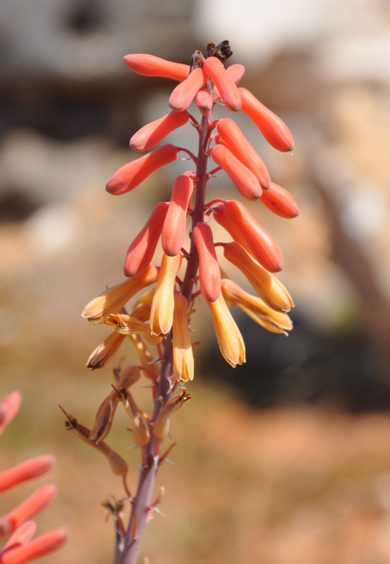 Изображение особи Aloe perryi.