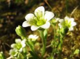 Saxifraga cespitosa. Цветок. Пермский край, окр. г. Красновишерск, левый берег р. Вишера, залесённое подножие известнякового уступа \"Камень Ветлан\". 10.06.2013.