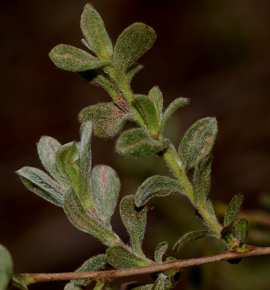 Изображение особи Chiliadenus iphionoides.