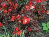 Begonia &times; hortensis