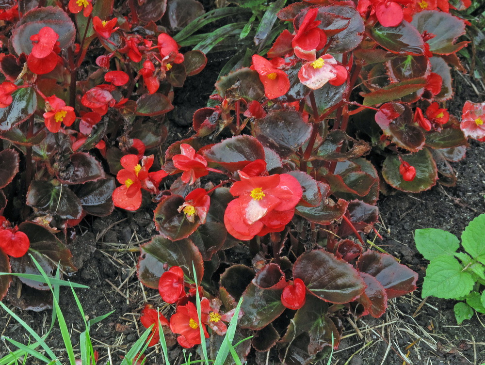 Image of Begonia &times; hortensis specimen.