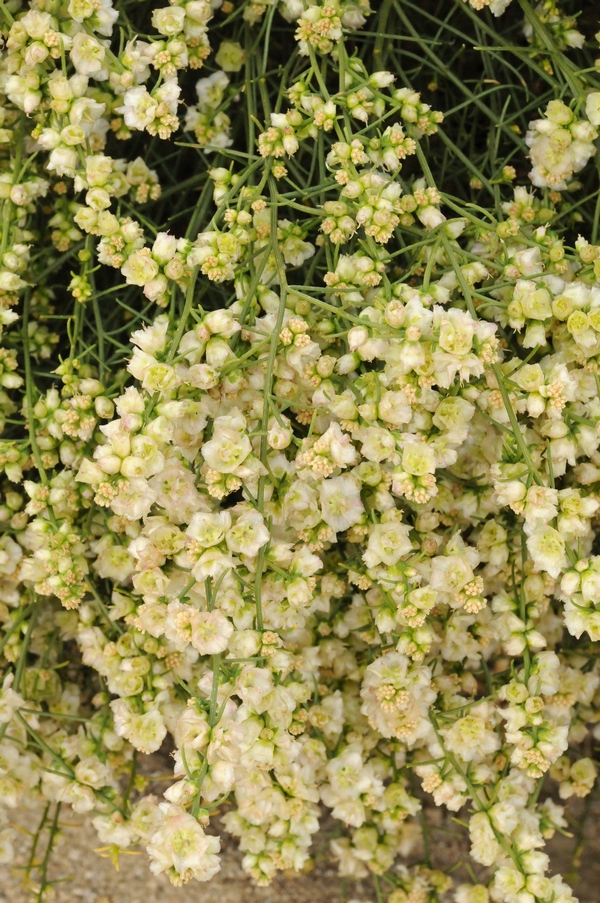 Изображение особи Ambrosia salsola.