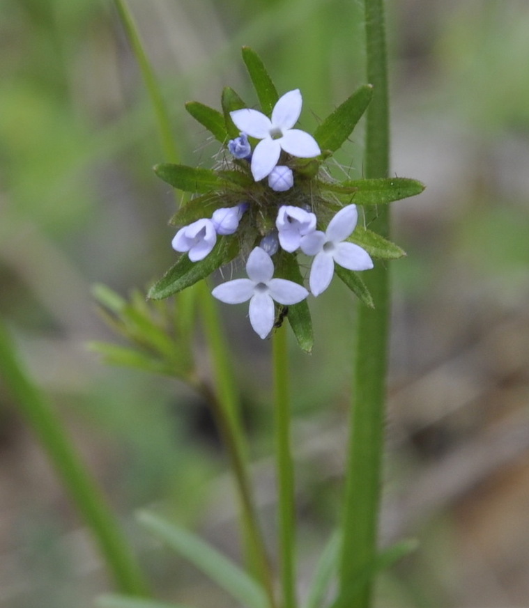 Image of Asperula arvensis specimen.