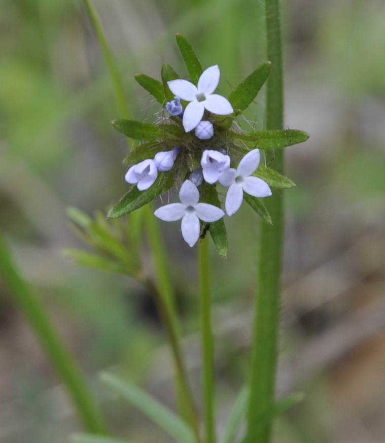 Изображение особи Asperula arvensis.