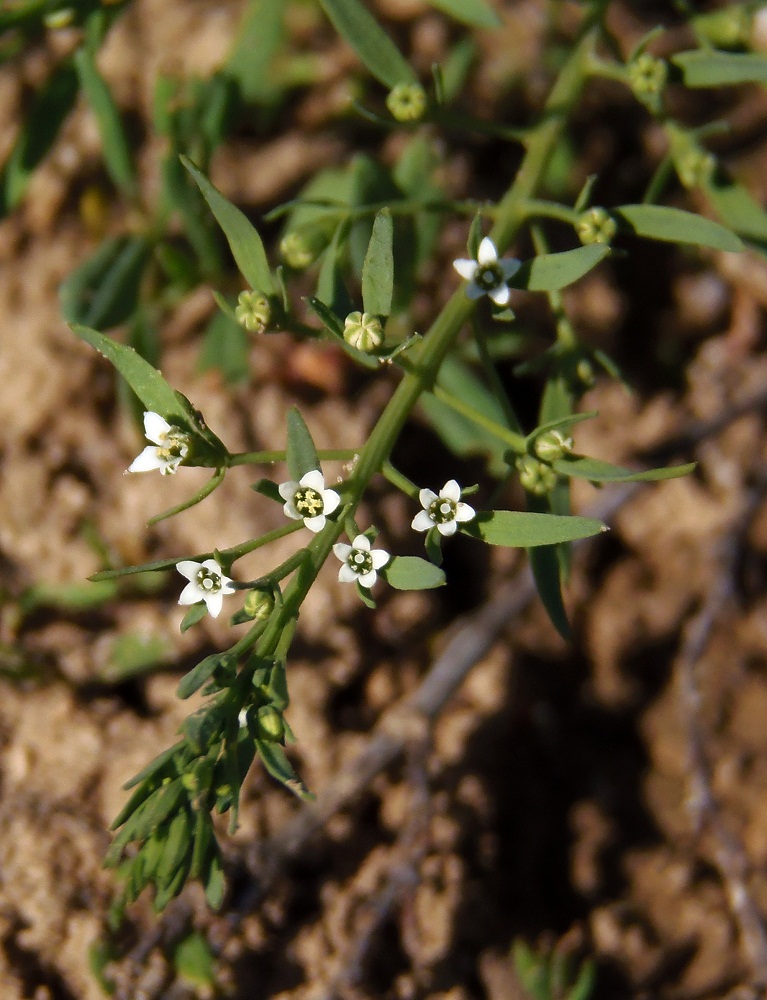 Изображение особи Thesium ramosum.