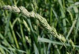 Dactylis glomerata. Развивающееся соцветие. Германия, г. Дюссельдорф, Ботанический сад университета. 04.05.2014.